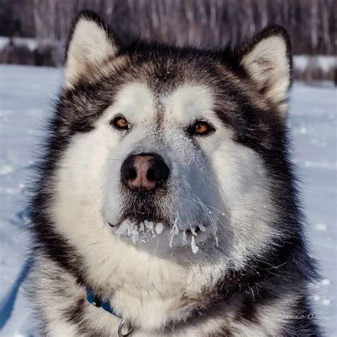 15 Amazing Facts About Alaskan Malamutes You Might Not Know Page 3 Of