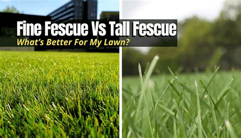 Fine Fescue Vs Tall Fescue Whats Better For My Lawn The Backyar