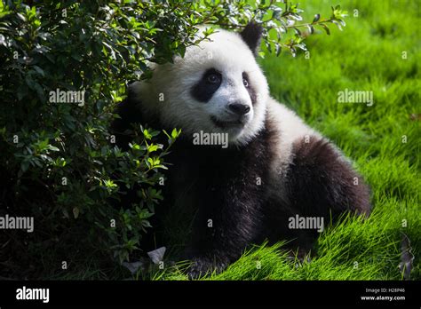 A Giant Panda Bear Is Playing At Bifengxia National Panda Reserve In