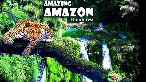 Amazing Amazon World Largest Tropical Rainforest Jungle Sound And Birds