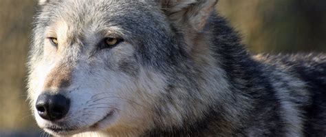 Download Wallpaper 2560x1080 Wolf Snout Predator Looks Dual Wide