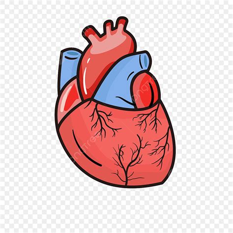 Gambar Kartun Pembuluh Darah Cabang Pembuluh Darah Clipart Jantung