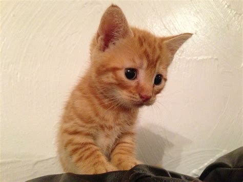 Ginger Kittens Gorgeous Markings 1 Rare Female Ely