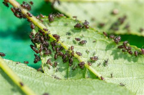 What To Do About Pests That Can Harm Your Cherry Trees Food Gardening