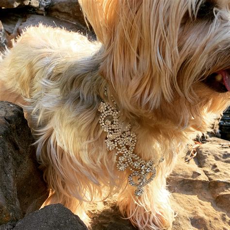 Prong collars must be fit correctly to avoid damage to your dog. Almas Dog Necklace | PUCCI Café