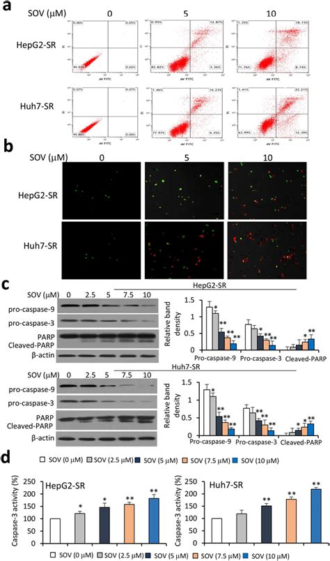 sov induces apoptosis of sorafenib resistant hcc cells hepg2 sr and download scientific