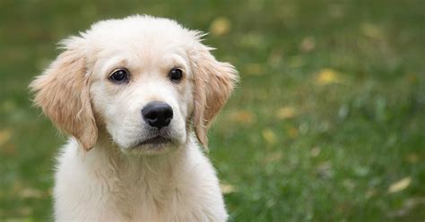 I was wondering how much golden retriever puppies usually go for. How Much Do Golden Retrievers Cost? (Initial Price & Yearly Costs) - Golden Hearts