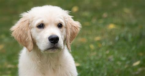 Desperate for dog training information that actually works? How Much Do Golden Retrievers Cost? (Initial Price ...