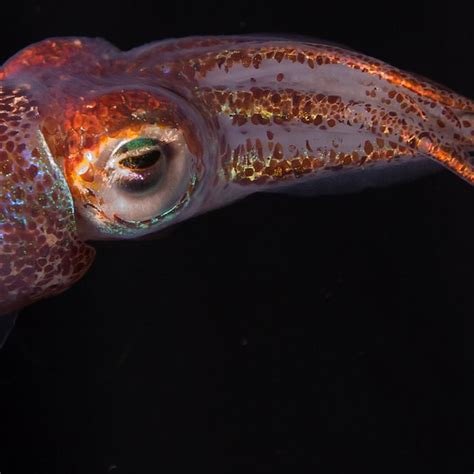 The Adult Host Euprymna Scolopes The Hawaiian Bobtail Squid The Human