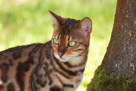 Bengal Cat Pet Free Photo On Pixabay