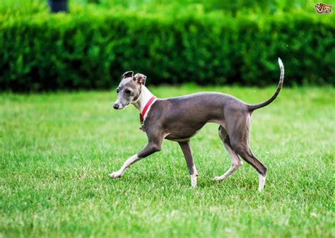 You can't force an iggy to lay down with you if they don't want to. Italian greyhound longevity and hereditary health | Pets4Homes