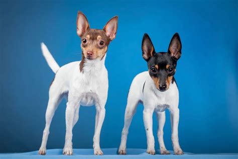 Miniature Fox Terrier Dog Breed Profile Personality Facts