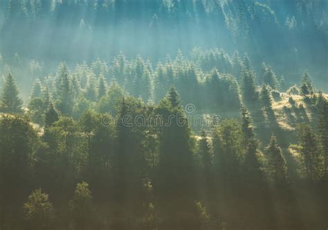 Fog Over Pine Tree Forest Stock Photo Image Of Divine 70153496