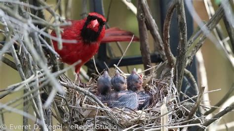 Northern Cardinals In Nest Youtube