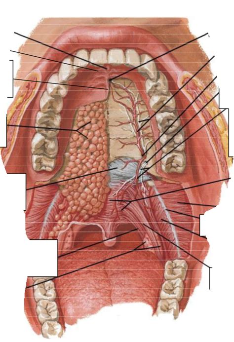 Roof Of Oral Cavity Diagram Quizlet