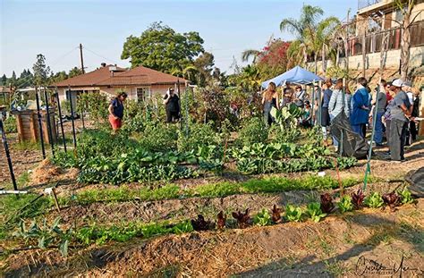 Organic Urban Seed Farming San Diego Seed Company Joe Gardener