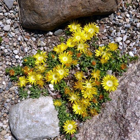 Rocks In The Garden Finegardening Alpine Plants Plants Succulents