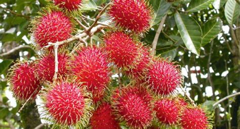 Durian boleh berbunga dan berbuah sekali atau dua kali setahun, bergantung kepada spesies, kultivar dan lokasi. Tips Memanen Buah Rambutan Agar Tetap Berbuah Lebat dan Cepat