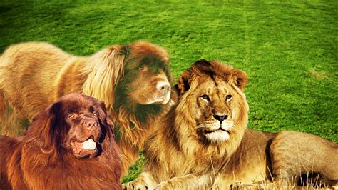 Seven Dogs That Look Like Lions Pethelpful