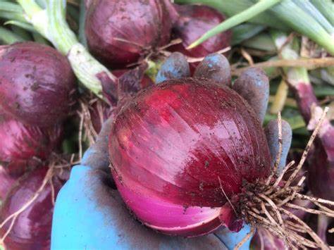 Диета 5 репчатый лук Как вырастить репчатый лук из семян за один год | Первая грядка Как вырастить репчатый лук из семян за один год | Первая грядка Диета 5 репчатый лук