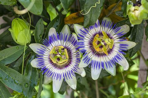 central/northern california caterpillar(s) chomping on my passion. Images Of Passion Flower Vine - trabalho-clique-ganhe