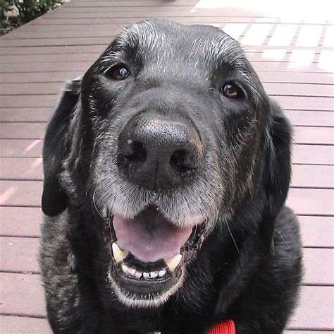 7 Reasons To Adopt A Senior Dog Cincinnati Lab Rescue