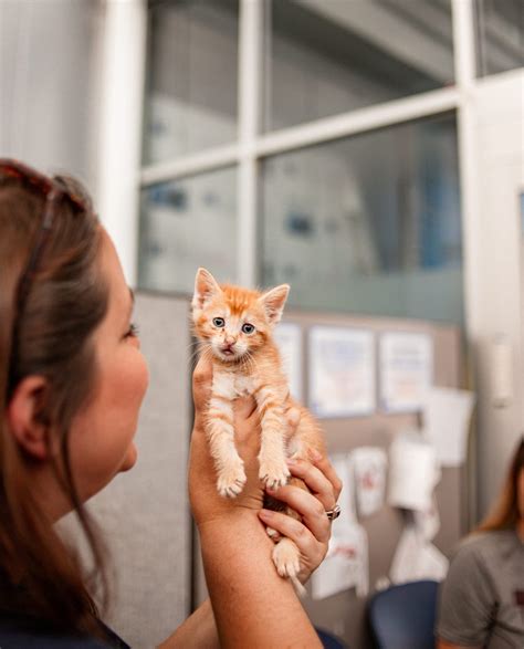 Lost And Found Pets | Dallas Pets Alive!