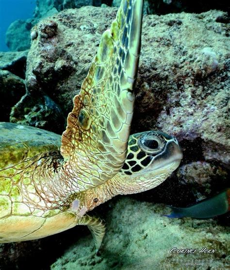 Sea Turtle By Courtney Horn Photography Marina