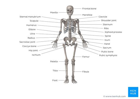Which of the following bone tissues is adapted to support weight and withstand tension str. Musculoskeletal system: Anatomy and diagram | Kenhub