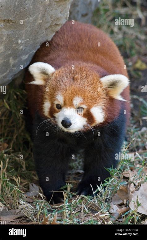 Red Panda Central Park Zoo Fotos Und Bildmaterial In Hoher Auflösung