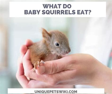 What Do Squirrels Eat A Z Food List Baby To Adult Size