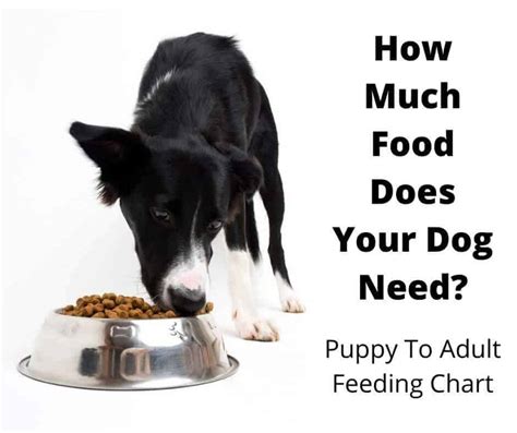 Your pup is growing fast and needs the extra nutrition in the 'puppy' varieties of food. How Much Food to Feed A Dog? The Complete Guide ...
