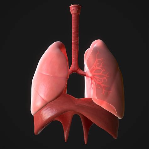 3d Model Human Lungs Vr Ar Low Poly Cgtrader