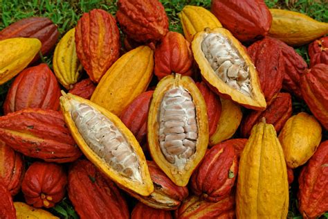 Amazing Facts About Cacao Tree Kathelin Ross Medium
