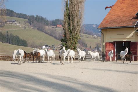 Se flere idéer til piber, gode ting, pibe. Gestüt Piber eröffnet die neue Saison - Voitsberg