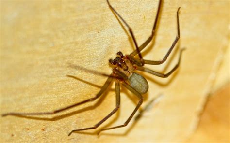 Spiders Mistaken For Brown Recluse The Spider Blog