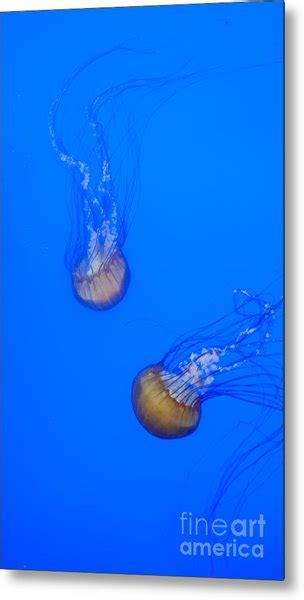 Jellyfish Photograph By Mandy Judson
