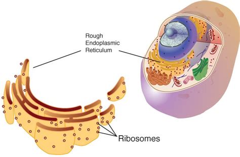 Ribosomes function in animal cell or plant cell. What are Ribosomes? - QS Study