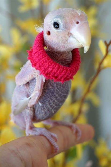 Cute Naked Bird Dressed In Tiny Knitted Jumpers Becomes Famous