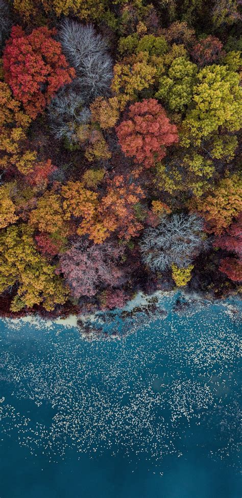Download Wallpaper 1440x2960 Autumn Lake Trees Colorful Aerial View