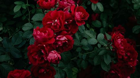 Download Wallpaper 1920x1080 Roses Bush Garden Bud Red