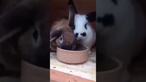 The Cutest Rabbit Ever Adorable Pet Youtube