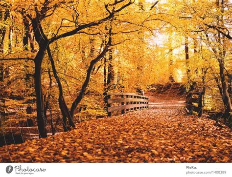 Herbst Im Wald Natur Baum Ein Lizenzfreies Stock Foto Von Photocase