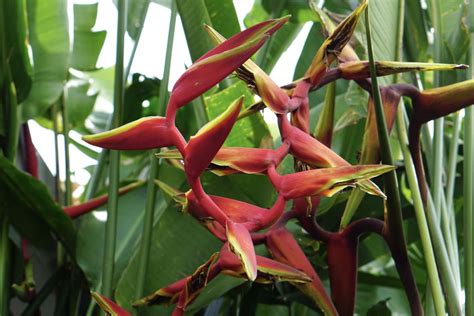 Heliconia How To Grow And Care For Heliconias Indoors