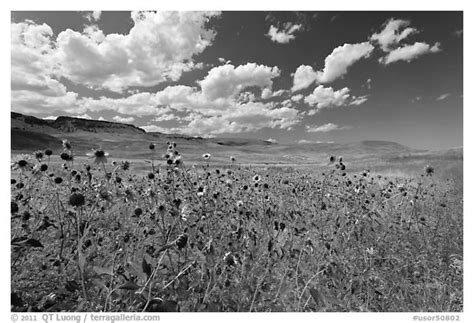 Lee's images unearth the clandestine world of cannabis cultivation in northern california's, humboldt county. Black and White Picture/Photo: Sunflowers and grasslands ...