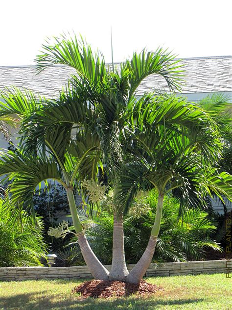 Christmas Palm Tree Adonidia Merrillii Landscape Size 8