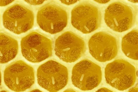 The First 11 Days Of A Worker Bees Life Egg And Larva Honey Bee Suite
