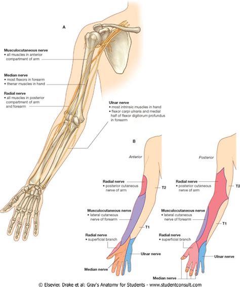 nerves of upper extremity - cutaneous and muscular innervation