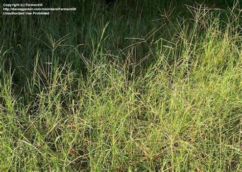 Plantfiles Pictures Bahia Grass Pensacola Paspalum Notatum By Farmerdill