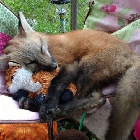 Watch Out Cuteness Overload 💕 Pet Fox Animals Beautiful Cute Animals